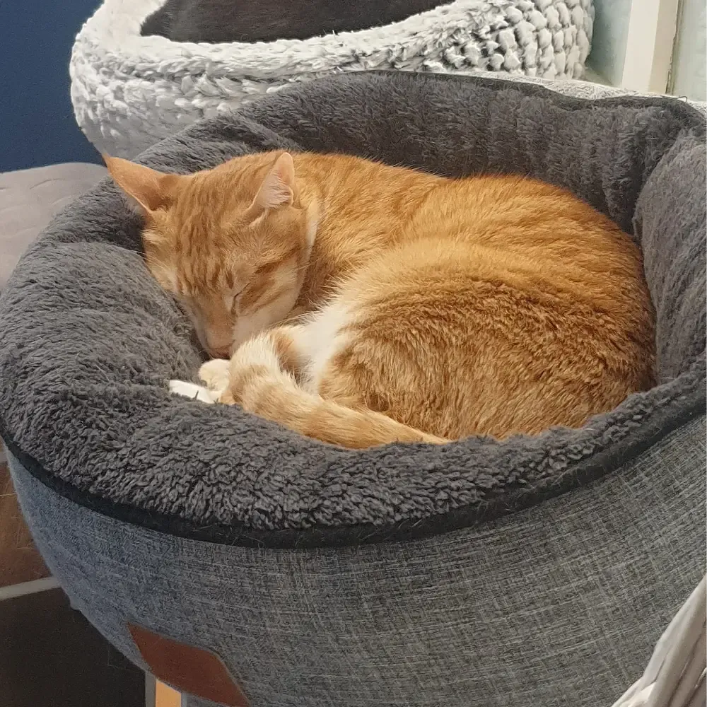 Kater Rebell beim Nickerchen