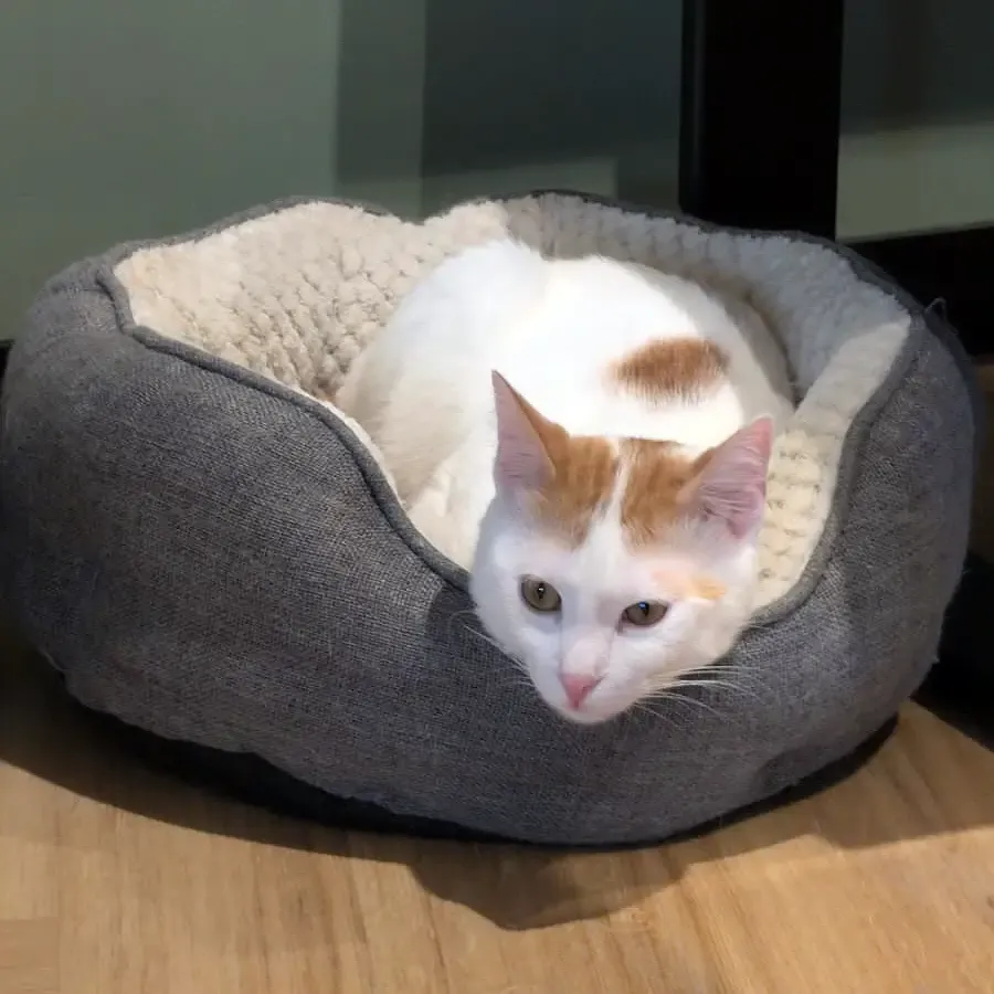Kater Eppi aus dem Katzentempel Hamburg Holstenwall